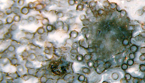 Nematophyt mit Querschnitten der Röhren und 2 Klumpen aus kleineren Filamenten, Rhynie
