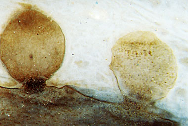 Bulbils attached to a shoot close to Rhynia sporangium