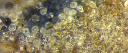 Aglaophyton spores, partially damaged