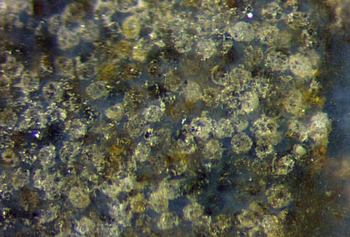 Aglaophyton spores, damaged