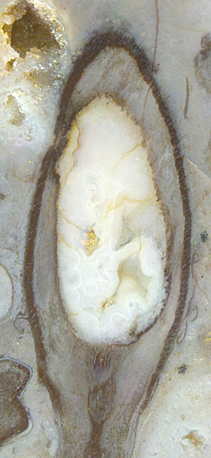 Aglaophyton sporangium, empty