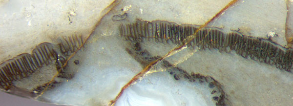 Aglaophyton sporangium wall with hole