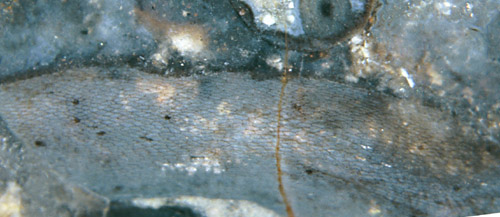 Aglaophyton fragment, side view