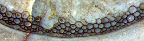 Aglaophyton "hollow straw" fragment