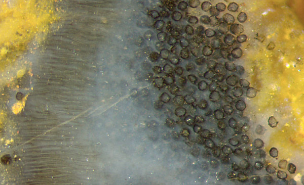 Aglaophyton sporangium detail