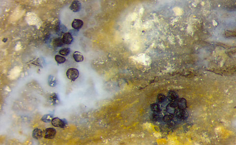 Aglaophyton spores