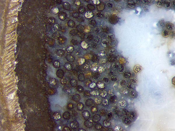 Aglaophyton sporangium