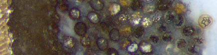 Aglaophyton spores