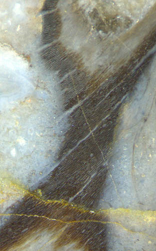Aglaophyton sporangium, twisted pattern