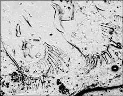 Castracollis: "Fe" mit Borsten