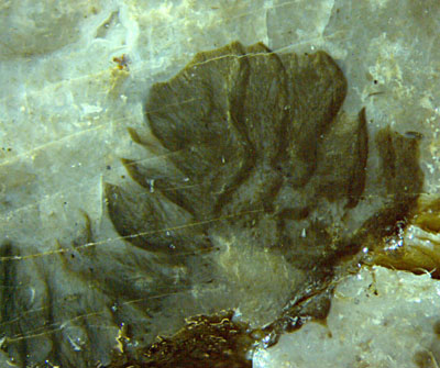 Croftalania venusta