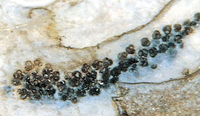 Horneophyton: Sporen in Tetraden im schmalen Zweig eines Sporangiums