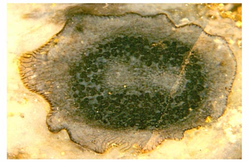 Horneophyton sporangium cross-section, forking columella