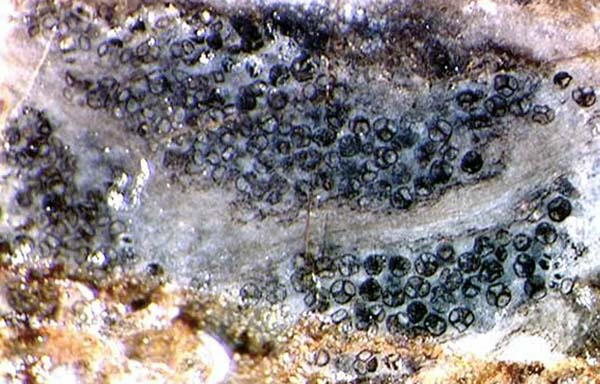 Horneophyton: Sporen in Tetraden im Sporangium