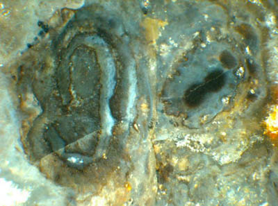 Cross-section of Horneophyton parts: forking columella and forking xylem strand