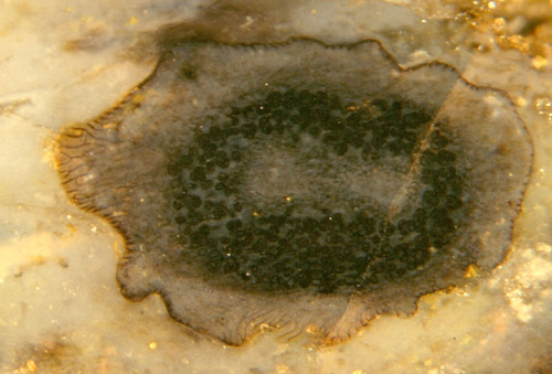 Cross-section of Horneophyton sporangium: forking columella, spore tetrads