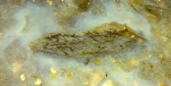 Nematothallus in chert