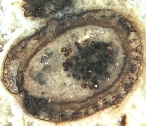 Nothia sporangium well preserved