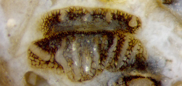 Nothia capsule "mouth"