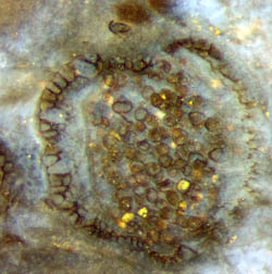 Nothia sporangium cross-section