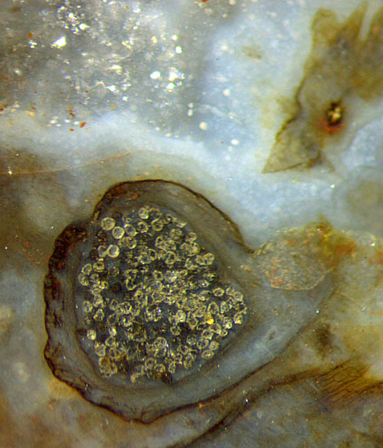 Nothia sporangium cross-section