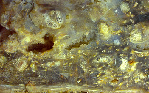 sporangia and xylem strands of Nothia seen on a fracture face of Rhynie chert