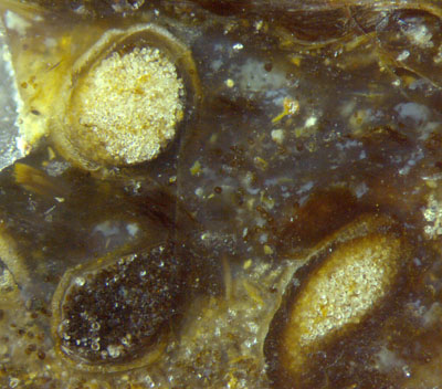 3 Nothia sporangia of different aspect