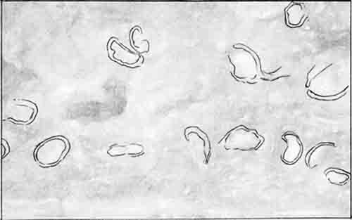 14 Nothia sporangia contours on less than 2 square centimeters