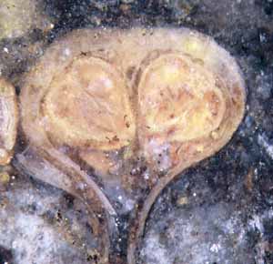 maggot fern pinnule with sporangia, cross-section