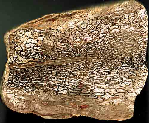 Cross-section of squeezed Psaronius in chert, Dhlen basin