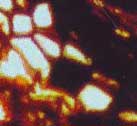 Phloem-Zellen einer Psaronius-Luftwurzel, leer oder gefüllt mit Klumpen-Substanz