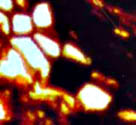 empty and filled Psaronius root cells