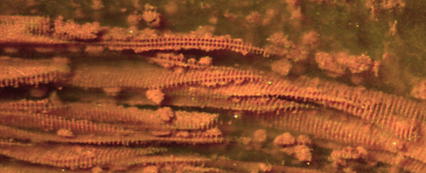 Psaronius tracheids, scalariform