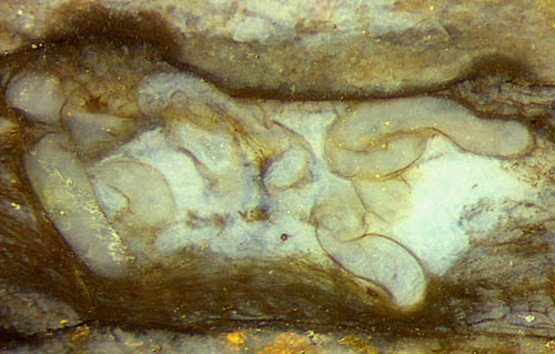 Rhynia with warts, big hole, worm-like tubes