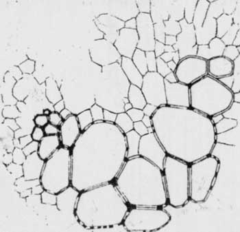 xylem and phloem on Psaronius root cross-section