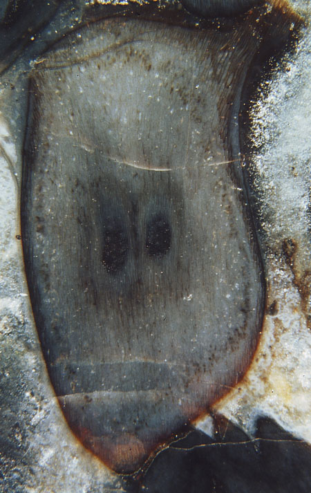 Peculiar section of Aglaophyton indicating a wealth of hidden information
