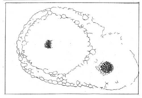 Trichopherophyton-Querschnitt, Zeichnung