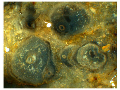 Trichopherophyton cross-sections: advanced stages of new shoots forming inside older ones