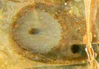 Trichopherophyton shoot grown inside an older one