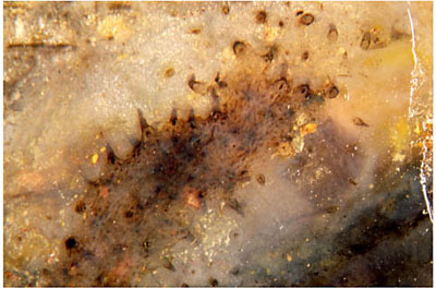 Trichopherophyton bristles seen from within