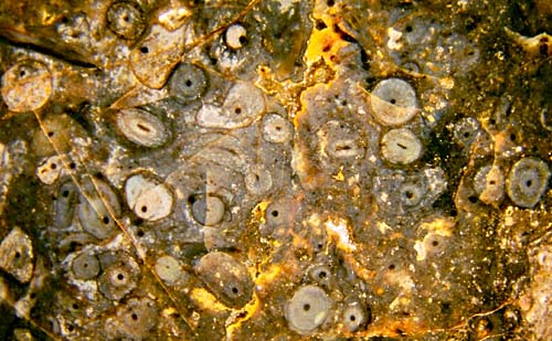 Trichopherophyton cross-sections