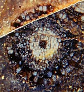 Trichopherophyton cross-section