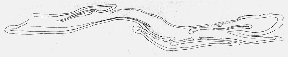 collapsed plant cross-section