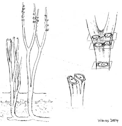 Schematic drawing of Ventarura showing curved tips and forking sclerenchyma tube