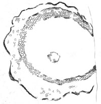 Cross-section of Ventarura upright shoot with reinforcing tube