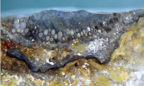 Ventarura fragment with decay-resistant cells