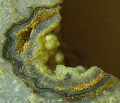 Ventarura with light-coloured tube, cross-section fragment
