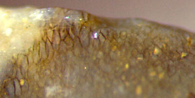 Ventarura epidermis top view (left)