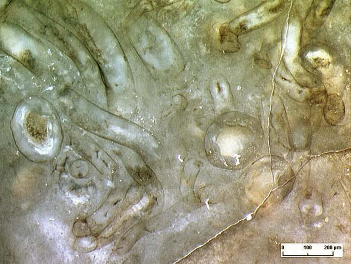 Devonian alga with cup-like forms
