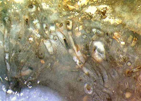 sessile alga in Rhynie chert